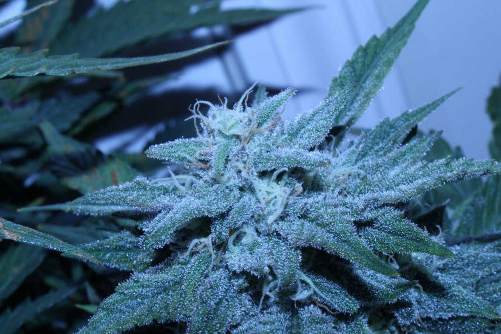 DAY66_NOV8th-GG2-cola1.JPG