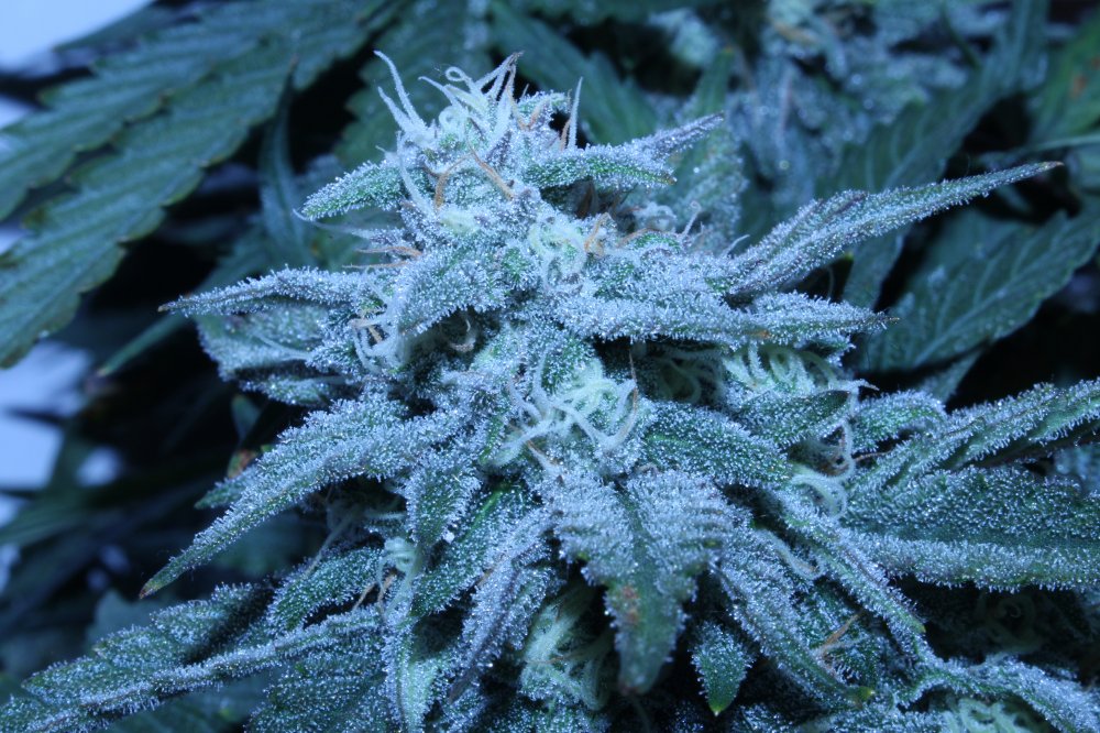 DAY66_NOV8th-GG2-cola2.JPG