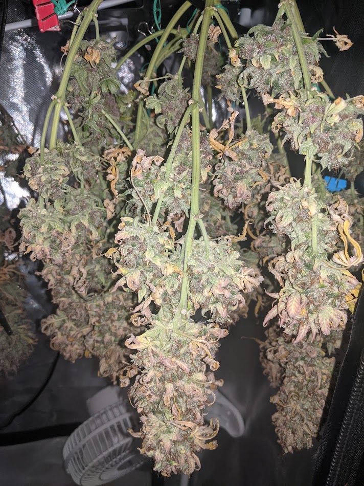 day90-amr-harvest.jpg