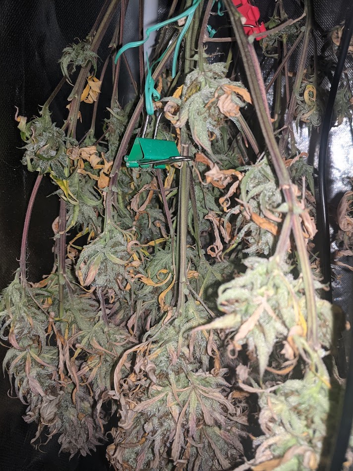 day90-tm-harvest.jpg