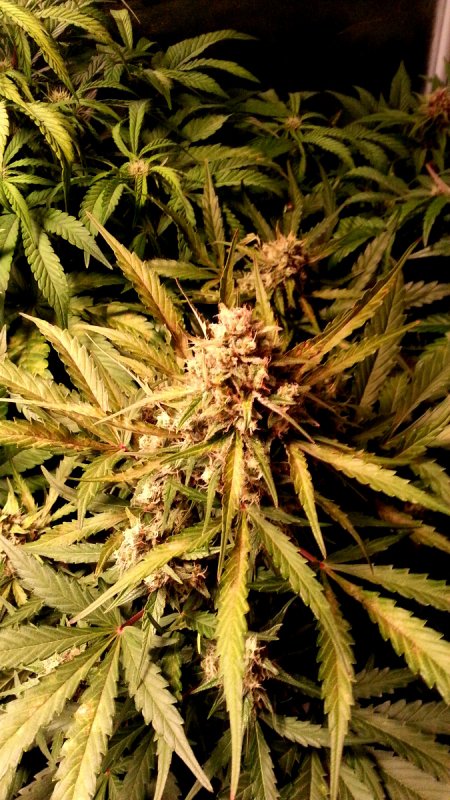 DB Bud pic1 -11-3-2015.jpg