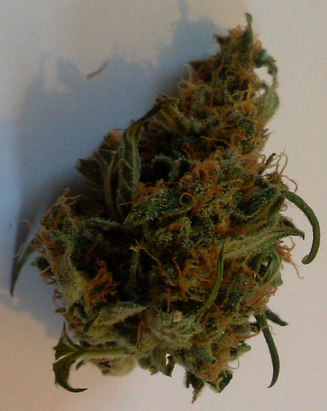 DB Bud pic3 -11-12-2015.jpg