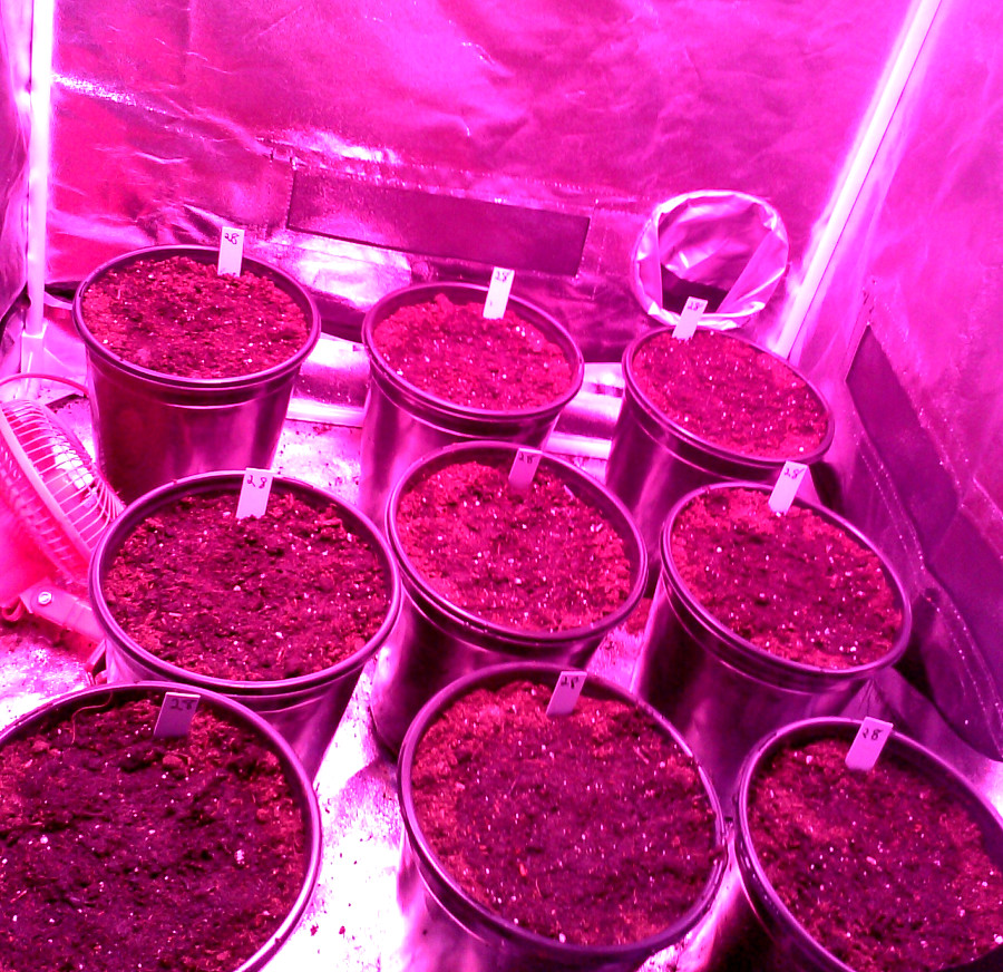 DB seedlings-2.jpg