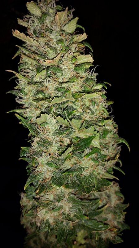 dd_blue_harvest (5).jpg