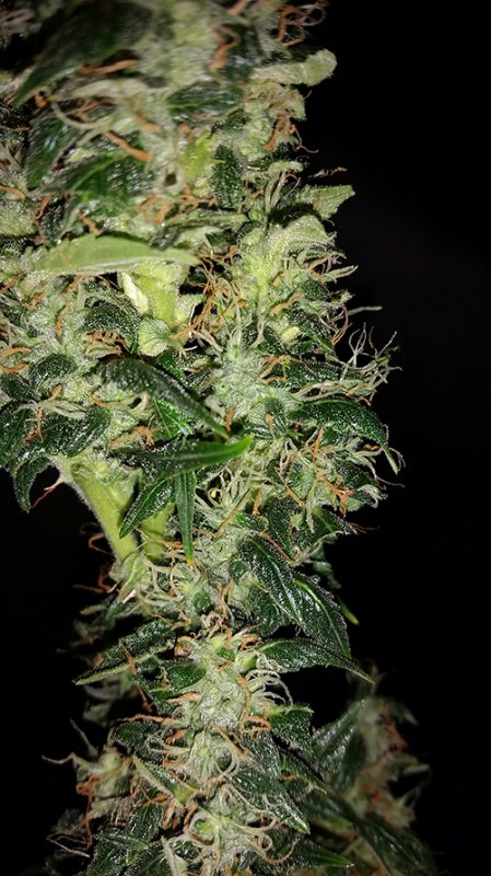 dd_fr_harvest (1).jpg