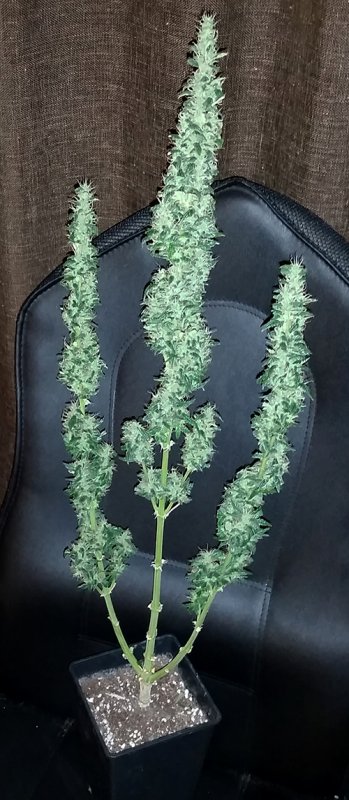 dd_fr_harvest (2).jpg