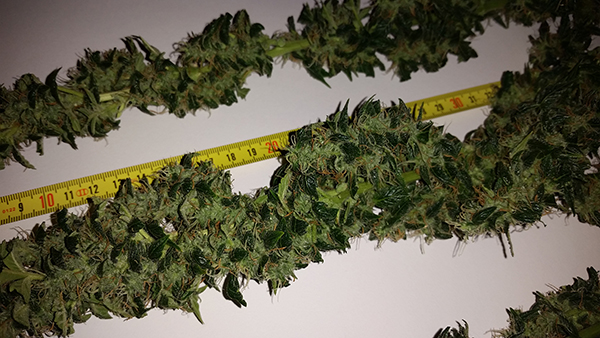 dd_fr_harvest (4).jpg