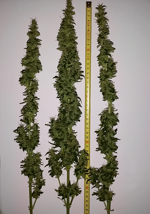 dd_fr_harvest (5).jpg