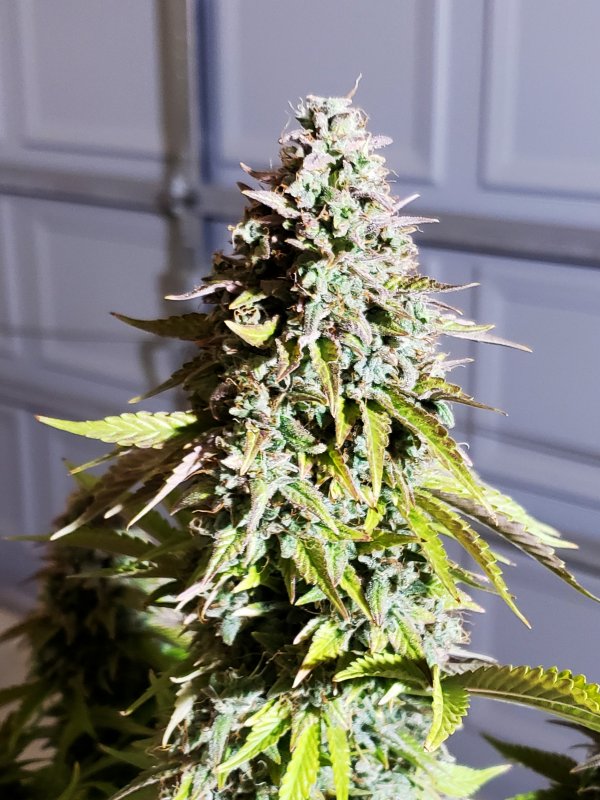 Deez Nuggets - Chop Day - Day 79 - (2).jpg