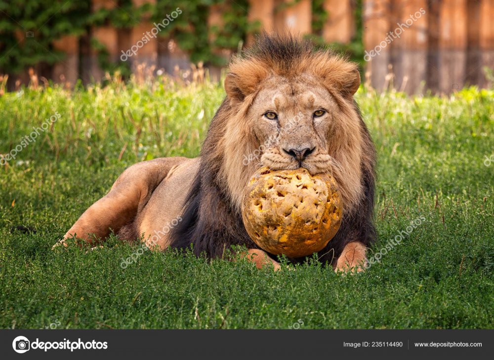 depositphotos_235114490-stock-photo-cute-lion-playing-big-ball.jpg