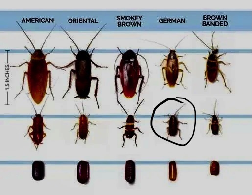 different-species-of-baby-roaches-appearance.jpg.jpeg