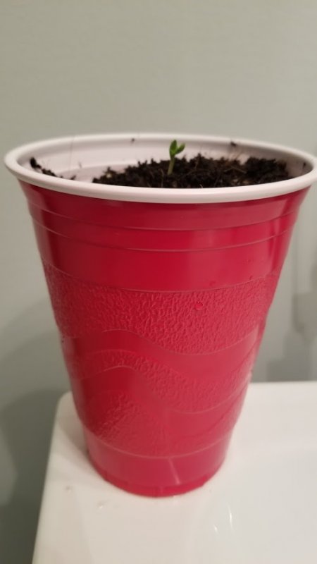 Dina Fem Solo Cup 8102019.jpg