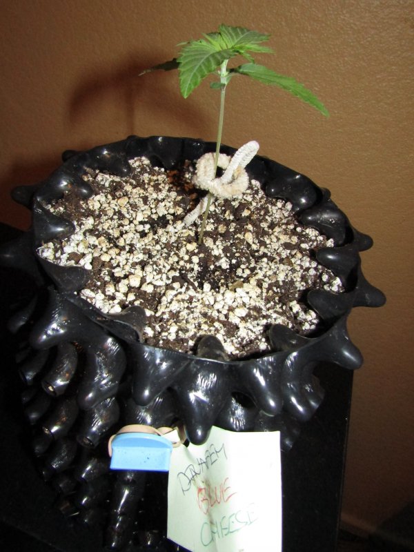 dinafem blue cheese day 8.JPG