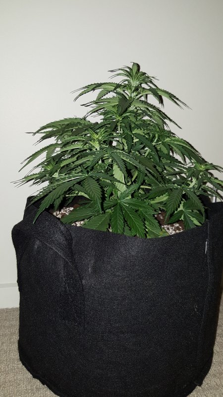 Dinafem Critical+ Day 25.jpg