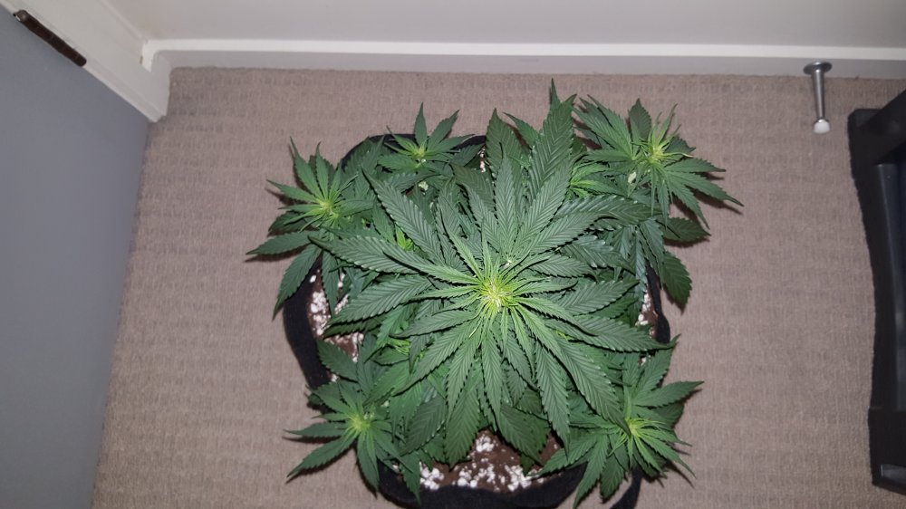 Dinafem Critical+ Day 25 top view.jpg