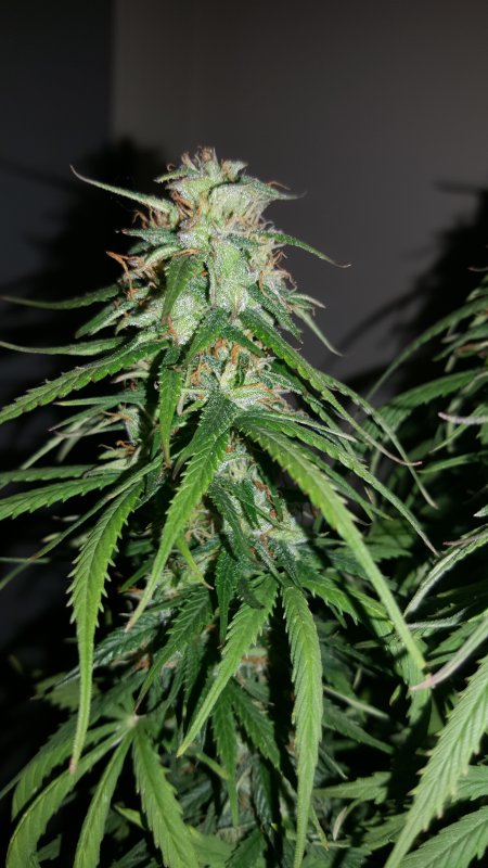 Dinafem Critical+ Day 56 Bud 2.jpg