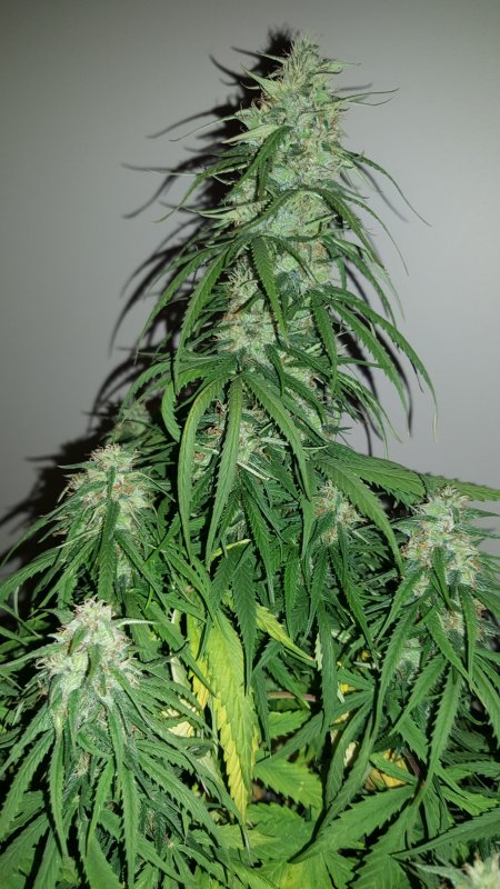 Dinafem Critical+ Day 56 Main Cola.jpg