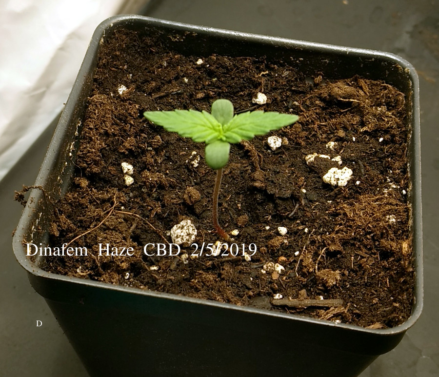 Dinafem Haze CBD pic1 -2-5-2019.jpg