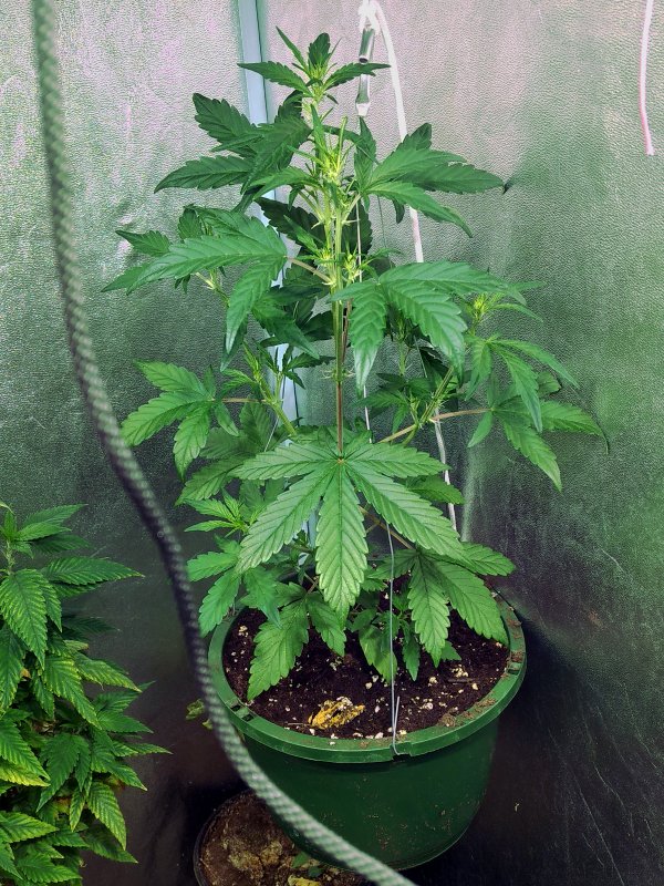 Dinafem Haze CBD pic1 -3-07-2019.jpg