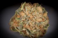 Dinafem-Nugshot-BubbaKush-3758_photo_gallery_thumb.jpg