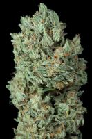 Dinafem-Nugshot-BubbaKushAuto-1035_photo_gallery_thumb.jpg