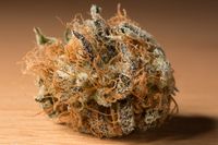 Dinafem-Nugshot-ogkush-4256_photo_gallery_thumb.jpg