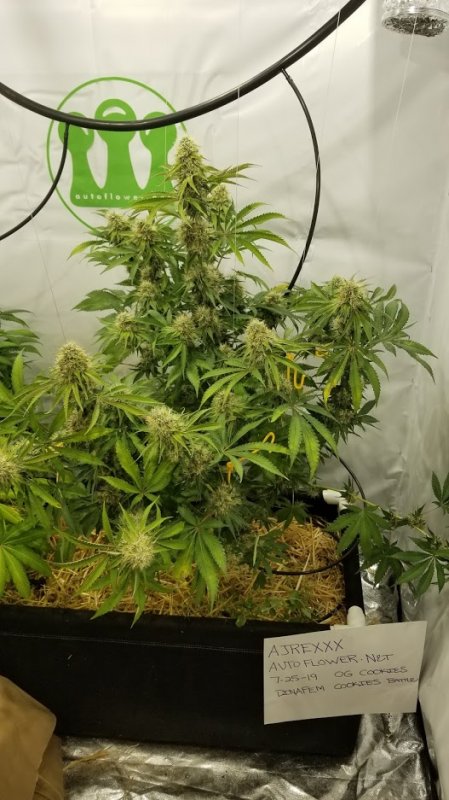 Dinafem OG Cookies final pic.jpg