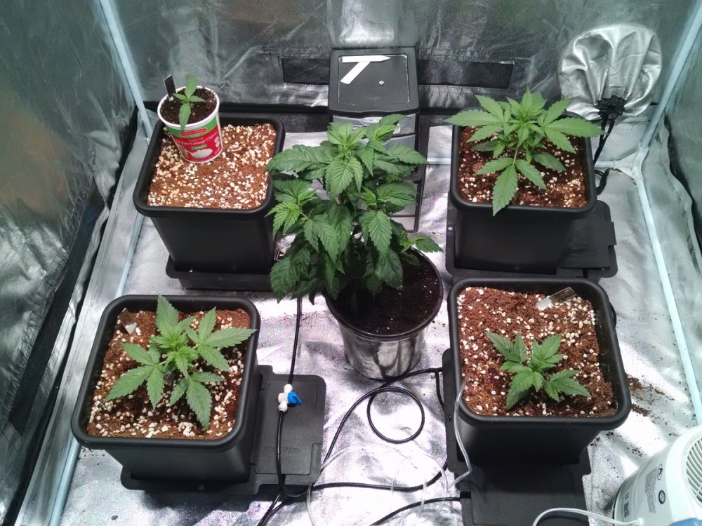 Dinafem-optic foliar grow pic2 -10-28-2016.jpg