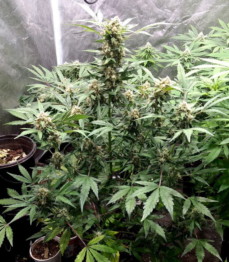 Dinafem Quick CDB Kush pic1 -6-21-2020.jpg