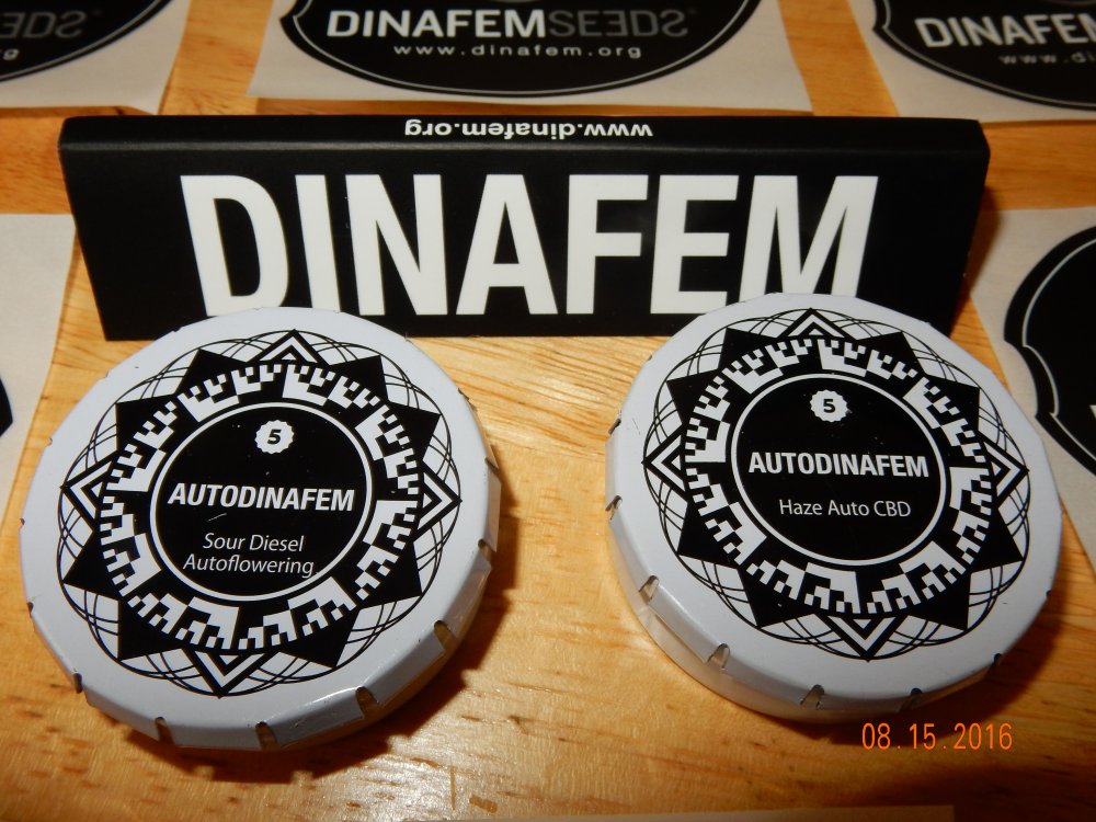 Dinafem Seeds closeup.JPG