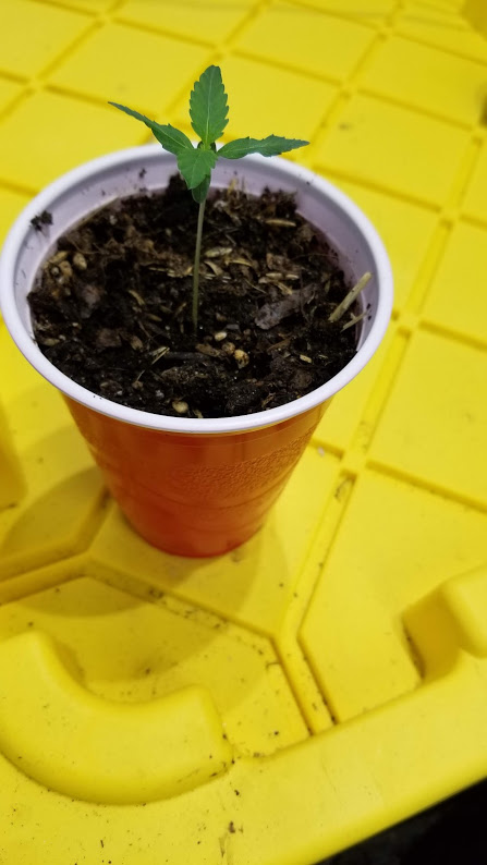 Dinafem Solo Cup Auto Cookies 8242019.jpg