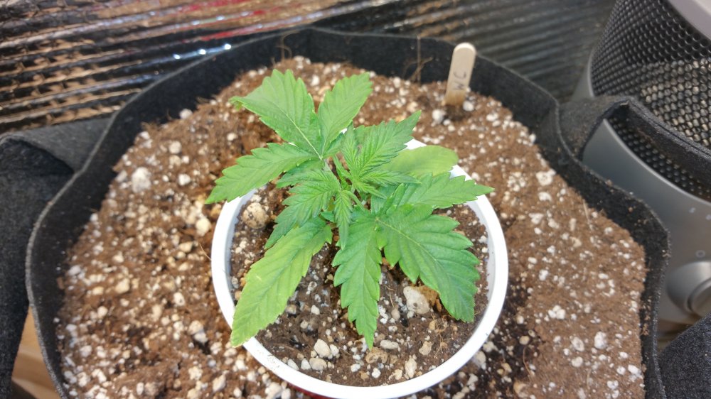 Dinafem White Cheese Day 14.jpg