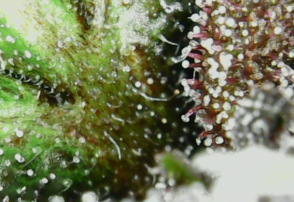 Dinamed Kush CBD #2 bottom.jpg