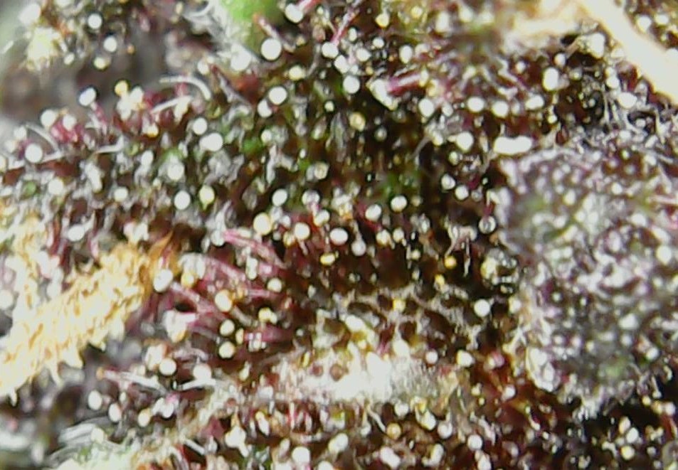 Dinamed Kush CBD #5 top.jpg