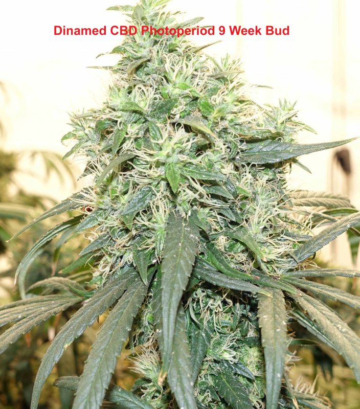 dinamed9weekbud.jpg