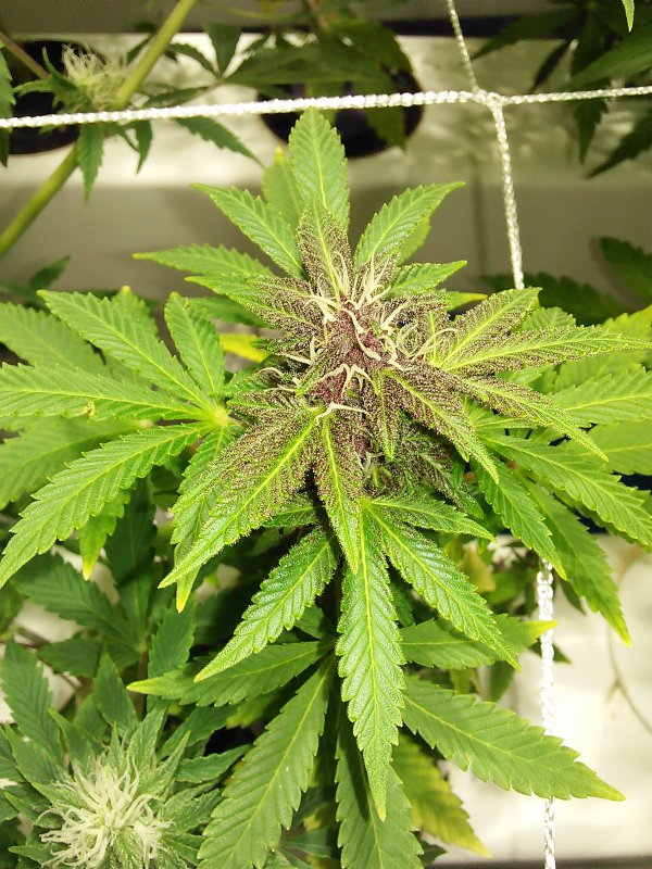 diystealthgrower purple f6.JPG