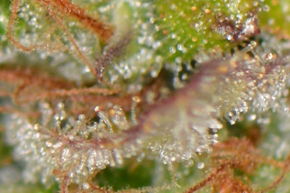 DL trichs.JPG