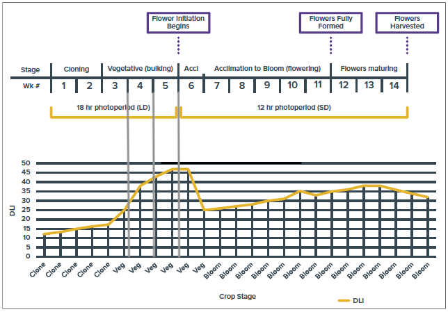 DLI Levels by Growth Stage.png