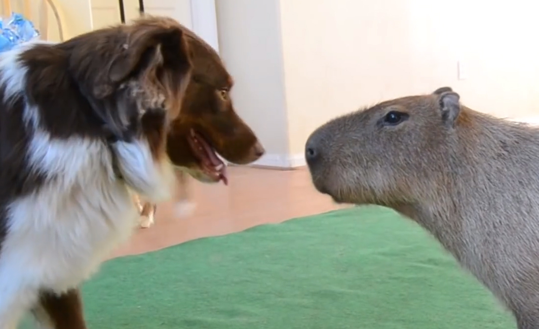 dog-capybara-friends.jpg