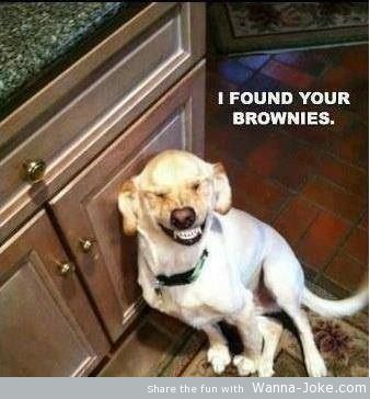 dog-found-my-brownies.jpg