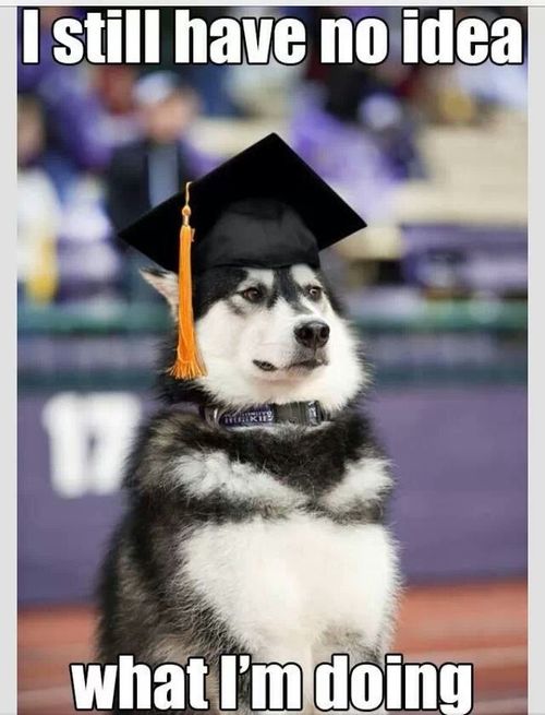 Dog graduate.jpg