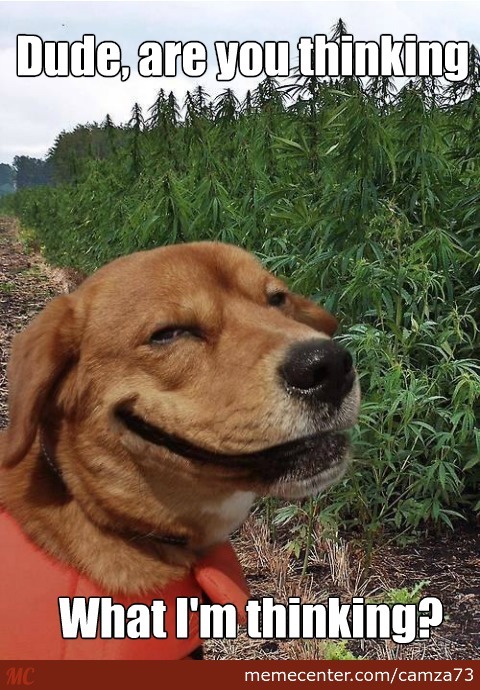 dog-stoner_o_2690963.jpg