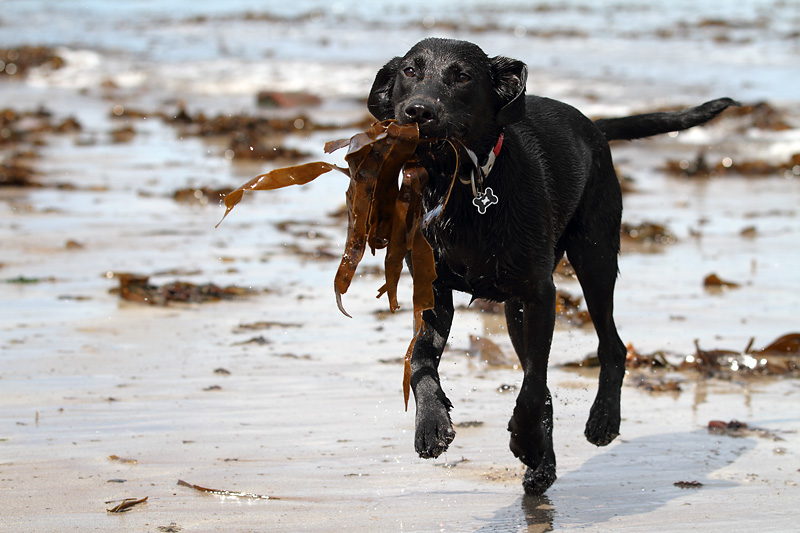 dogs-beach-1.jpg