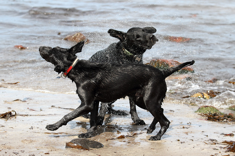 dogs-beach-2.jpg