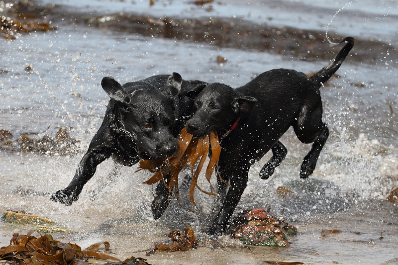 dogs-beach-3.jpg