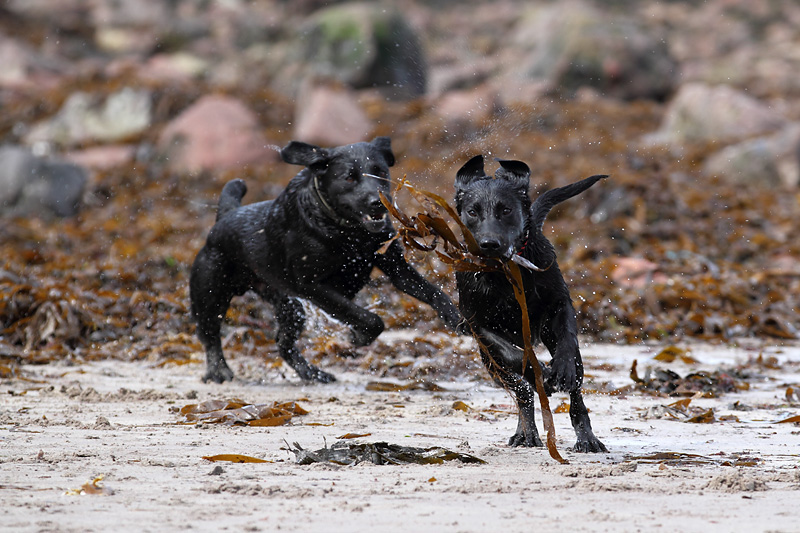 dogs-beach-4.jpg