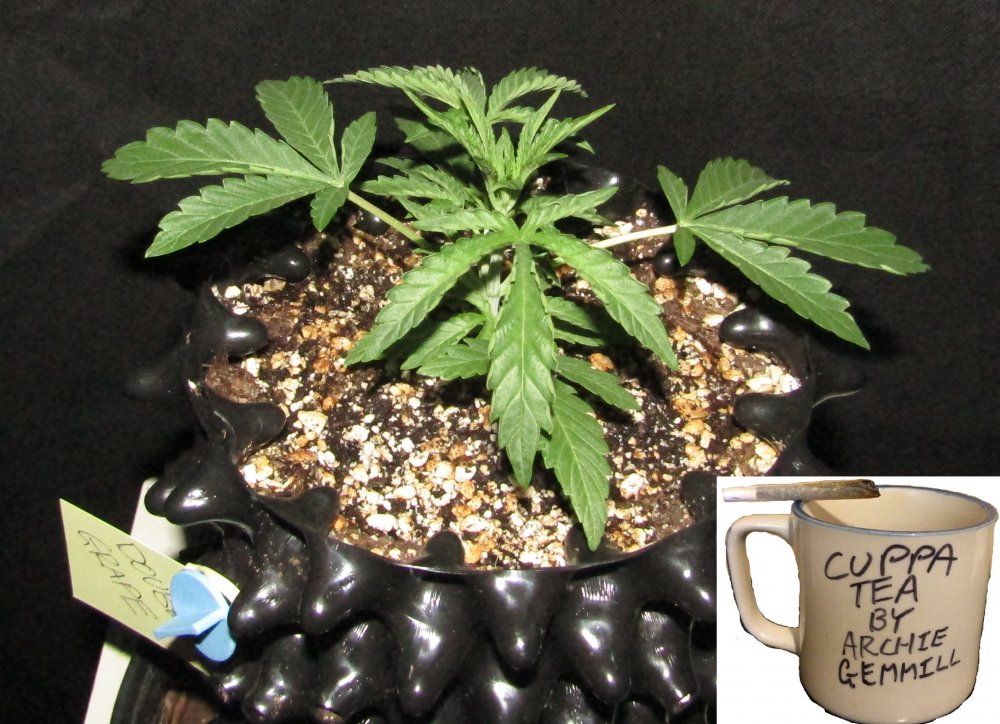 double grape 3 L day 21 i think.JPG