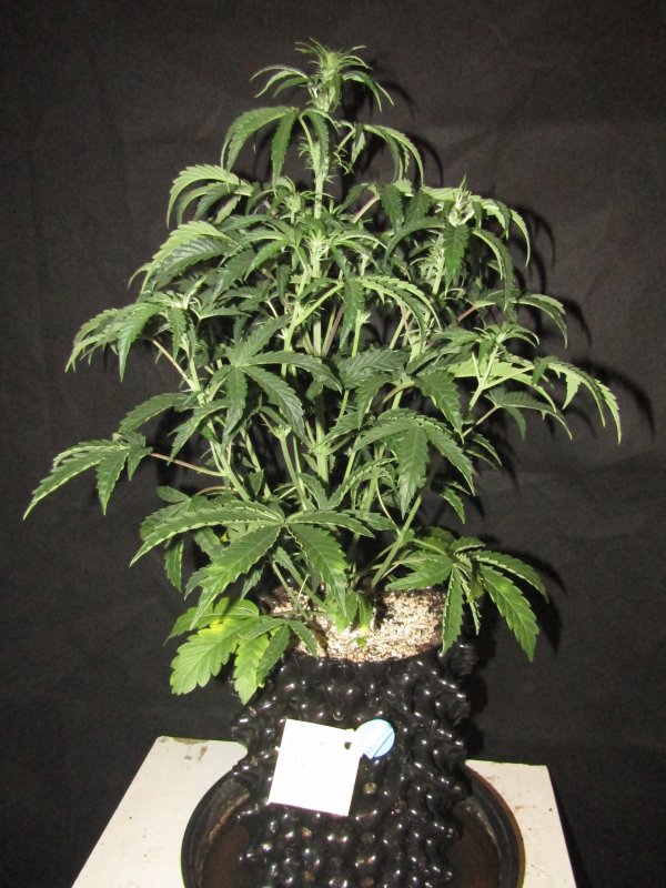 double grape 3L day 37.JPG