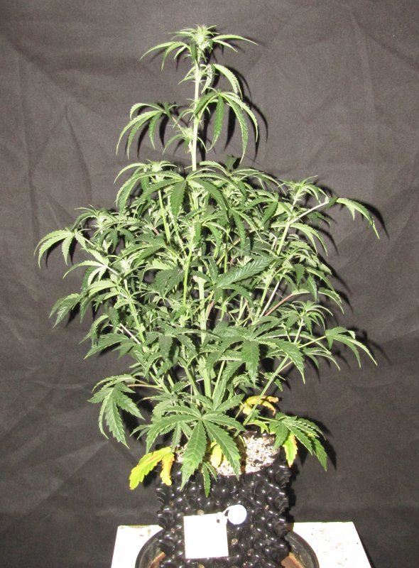 double grape 3L day 42.JPG