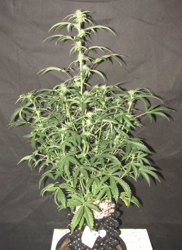 double grape 3L day 47.JPG